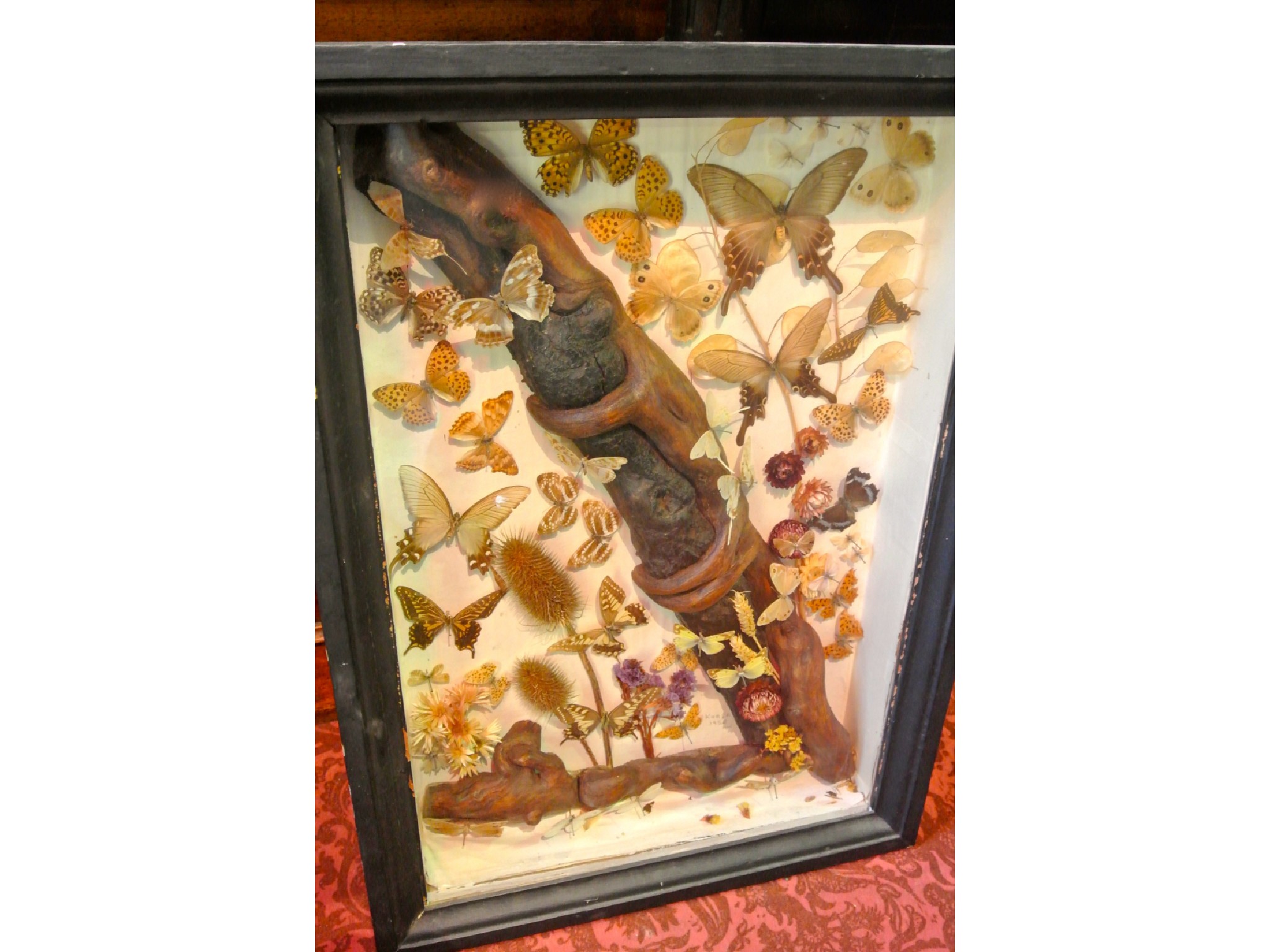 Appraisal: an antique framed and glazed assortment of taxidermy butterflies set