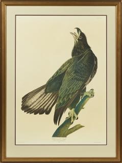 Appraisal: John James Audubon - White-headed eagle No Plate th c