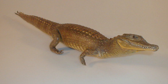 Appraisal: A Taxidermy specimen of an alligator long