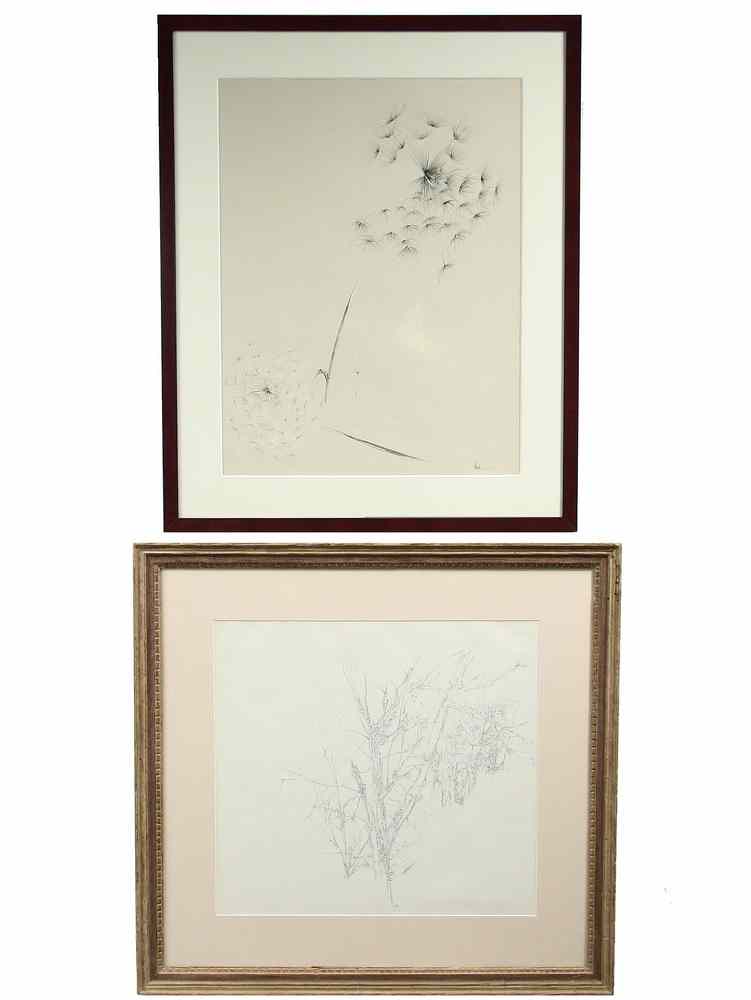 Appraisal: INK DRAWINGS - Studies of Bare Trees Dandelions with a