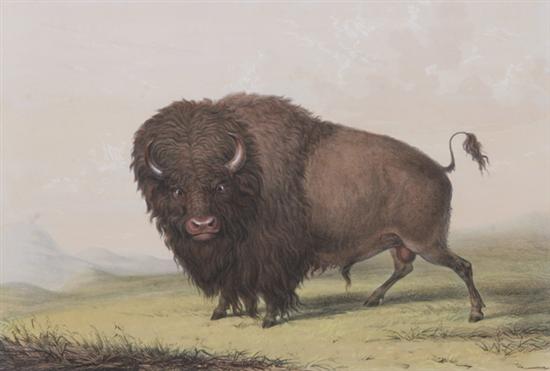 Appraisal: AFTER GEORGE CATLIN American - Buffalo Bull Grazing From Catlin's