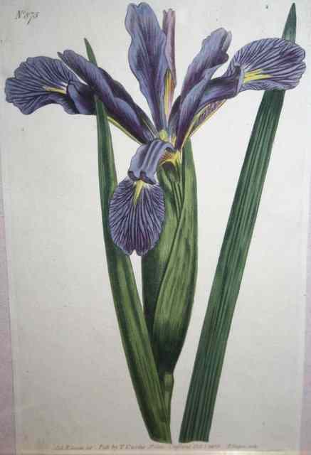 Appraisal: A SERIES OF FOUR EARLY TH CENTURY BOTANICAL AQUATINT'S each