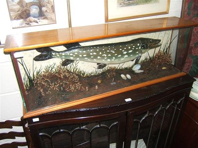 Appraisal: A pike in a glass case wide overall