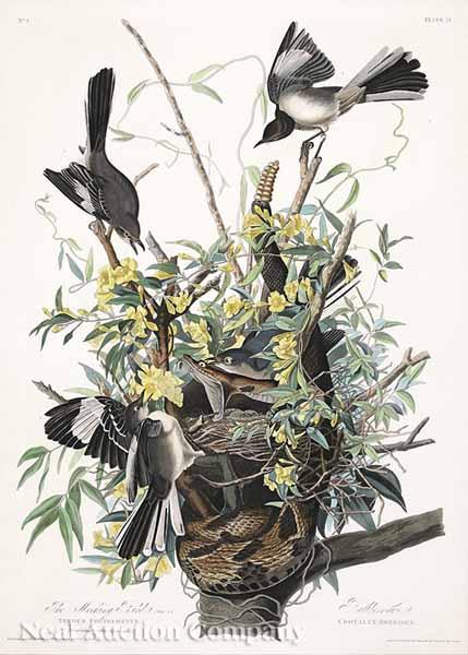 Appraisal: After John James Audubon American - Mocking Bird No Plate