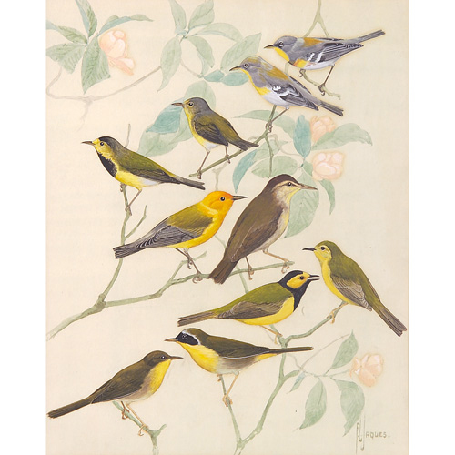 Appraisal: Francis Lee Jaques American - Wood Warblers watercolor on paper