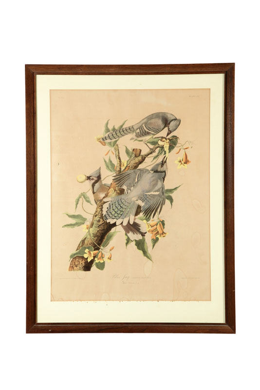 Appraisal: BLUE JAY AFTER JOHN JAMES AUDUBON AMERICAN - Chromolithograph on