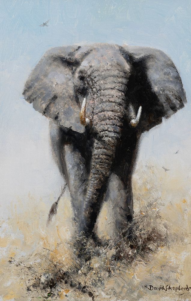 Appraisal: David Shepherd Elephant Reflections David Shepherd Elephant Reflections oil on