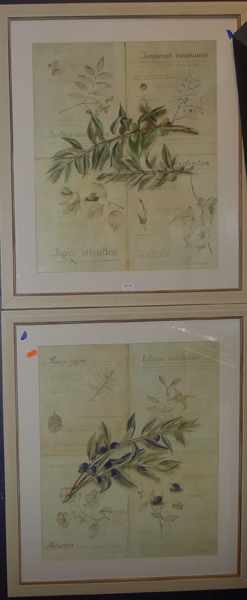 Appraisal: GROUP OF ASSORTED PRINTS INCLUDING TWO REPRODUCTION BOTANICALS TWO REPRODUCTION