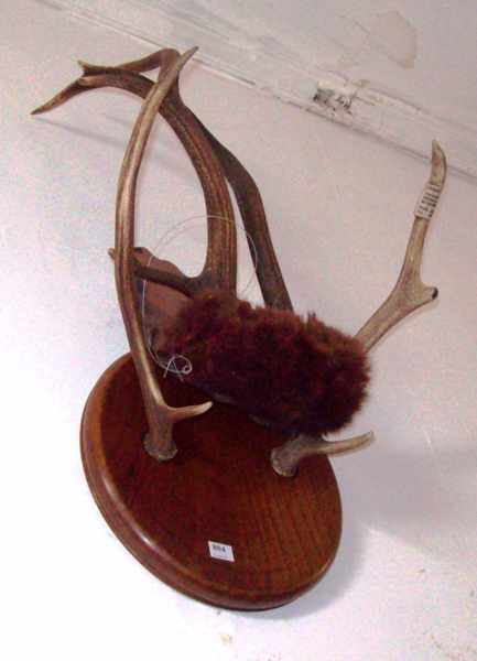 Appraisal: TWO WALL TROPHIES CONSISTING OF ANTLERS