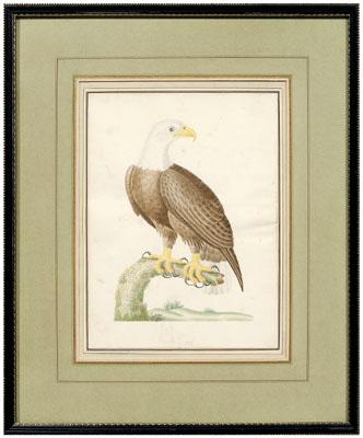 Appraisal: Rare John Abbot watercolor British Georgia - Bald Eagle No