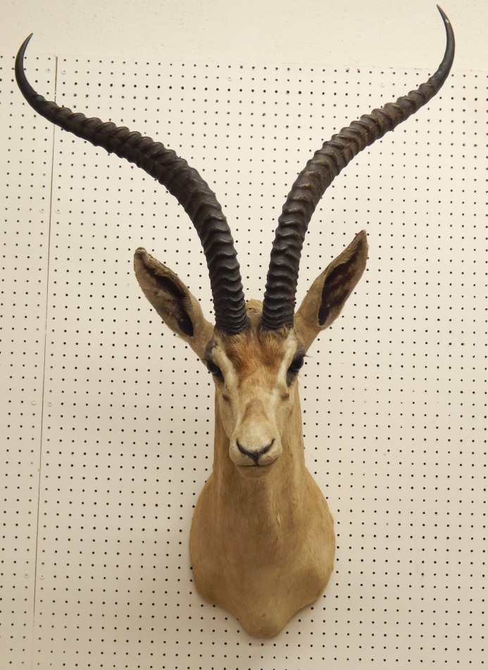 Appraisal: A taxidermied springbok head neck and shoulders cm long