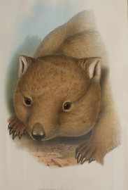 Appraisal: Gould John Phascolomys Latifrons Owen Broad-Fronted Wombat col lithograph plate