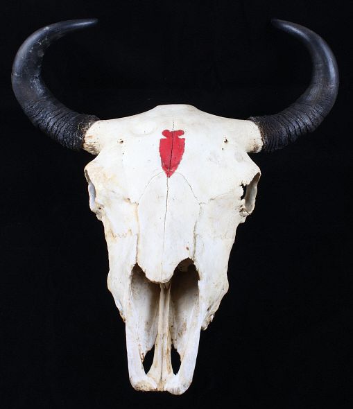 Appraisal: Great American Buffalo Montana Painted Arrow Skull Featured in this