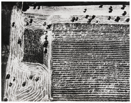 Appraisal: GIACOMELLI MARIO - Untitled from the Presa di Coscienza Sulla