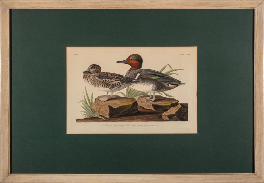 Appraisal: John James Audubon American - American Green Winged Teal Plate