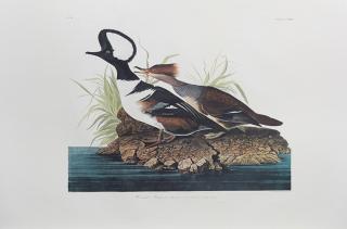 Appraisal: John James Audubon - Hooded Merganser No Plate th c