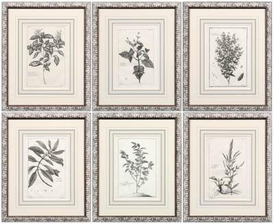 Appraisal: Six botanical prints Pierre Bouchoz Cassia Veronica Longifolia hellip Olea