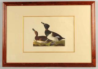 Appraisal: Audobon Tufted Duck Audobon Little Sand Piper Audobon Bent Tailed