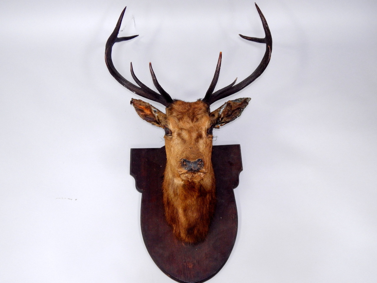 Appraisal: A taxidermy deer head with four-point antlers shield mounted