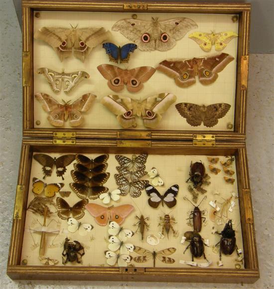 Appraisal: Mahogany case containing various butterflies moths beetles and insects