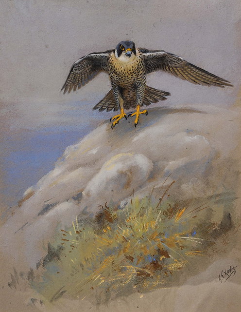 Appraisal: GEORGE EDWARD LODGE - Peregrine falcon alighting upon rocks signed