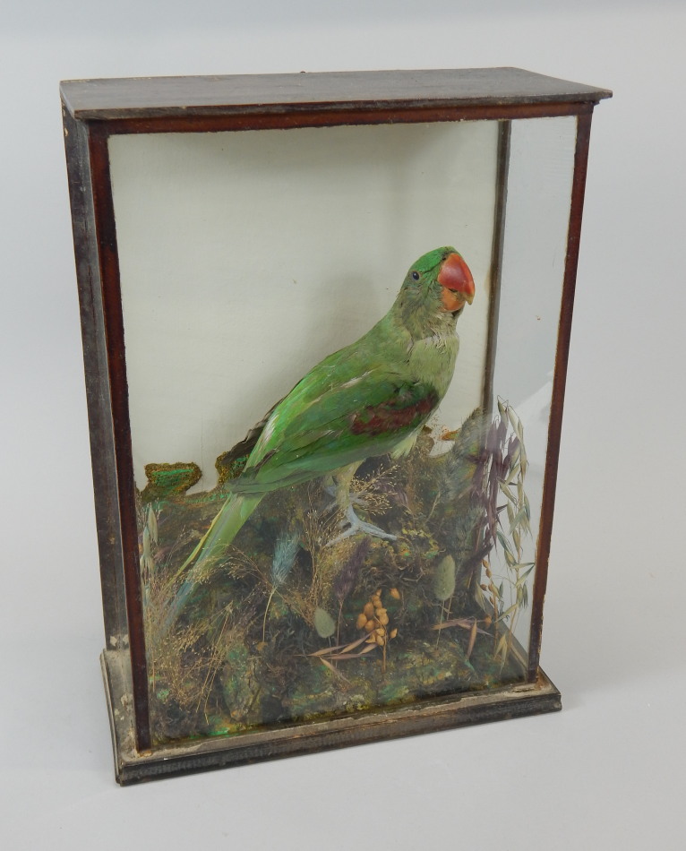 Appraisal: A taxidermied green parrot possibly an Alexanda Parakeet in ebonised