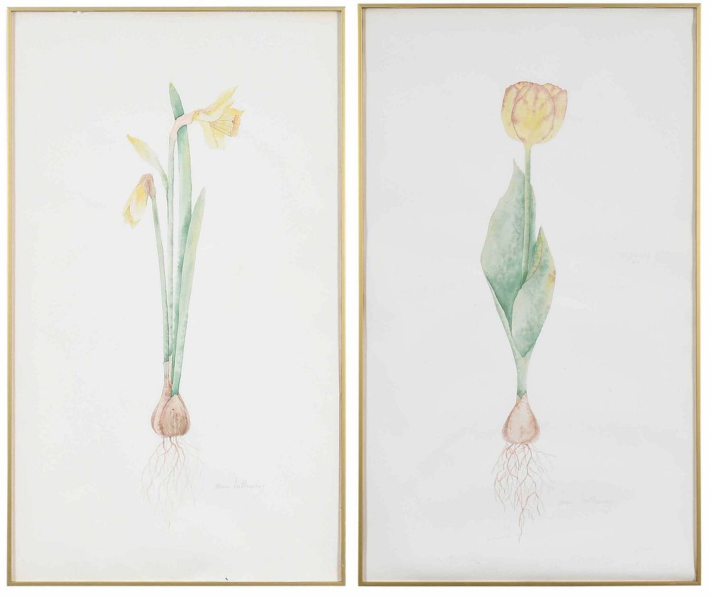 Appraisal: Anne Hathaway Georgia th century Two botanical watercolors tulip and