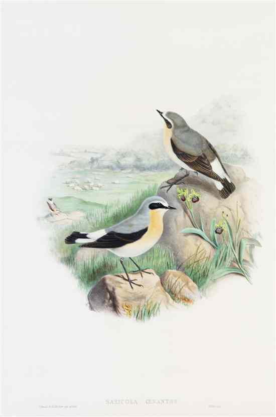 Appraisal: ORNITHOLOGY ENGLISH GOULD JOHN A group of two lithographs with