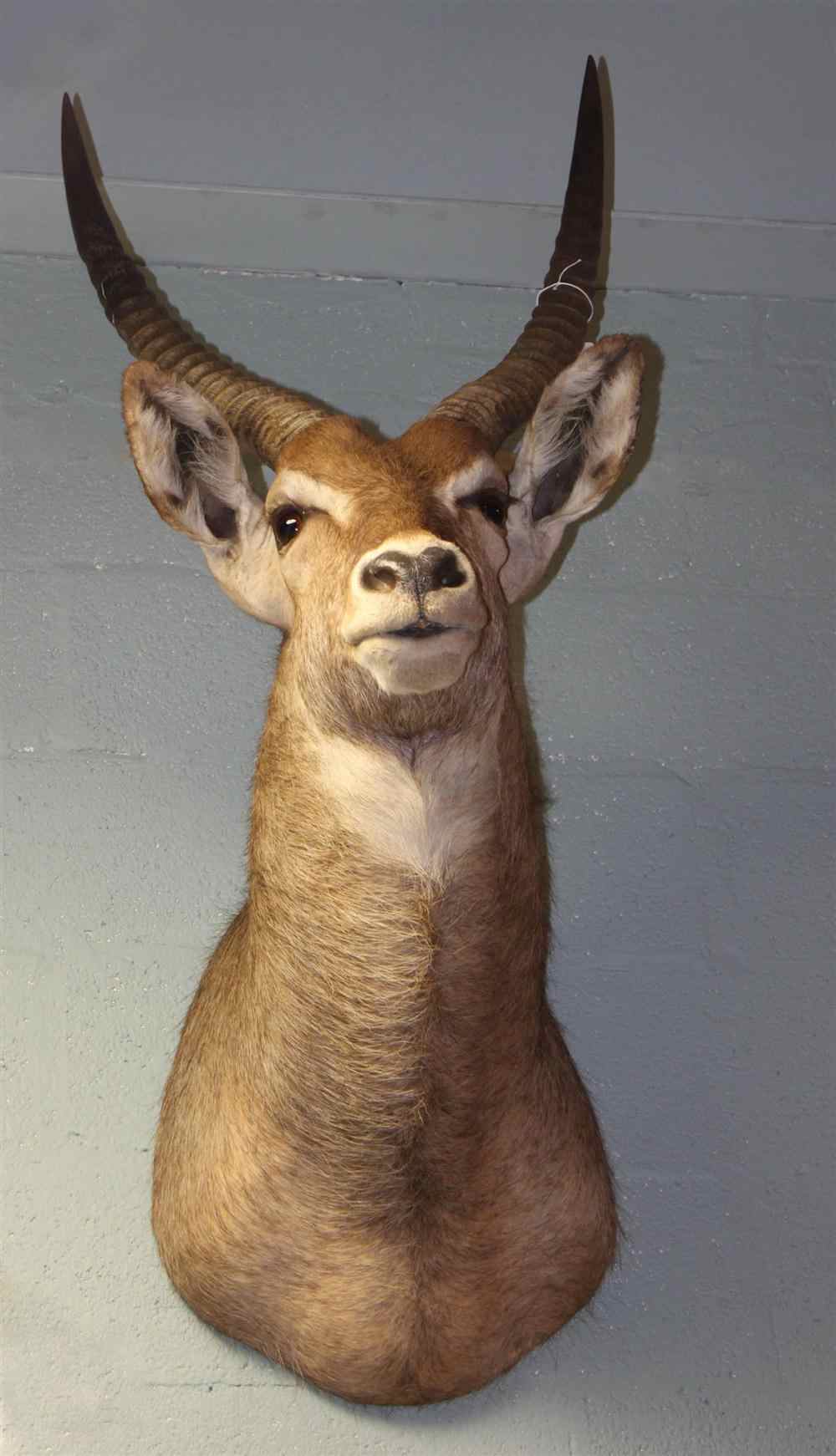 Appraisal: EAST AFRICAN WATERBUCK TAXIDERMY SHOULDER MOUNT LABELED ''JAMES L CLARK