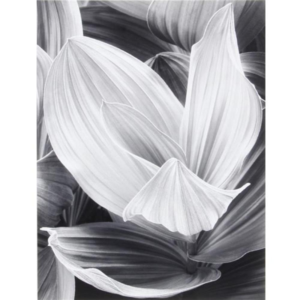 Appraisal: JOHN SEXTON AMERICAN B CORN LILY EASTERN SIERRA CALIFORNIA PHOTOGRAPH