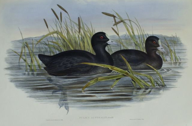 Appraisal: Australian Coot Fulica Australis