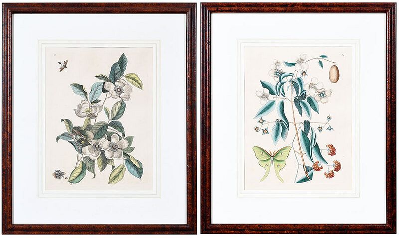 Appraisal: Mark Catesby British - Two ornithological plates from Natural History