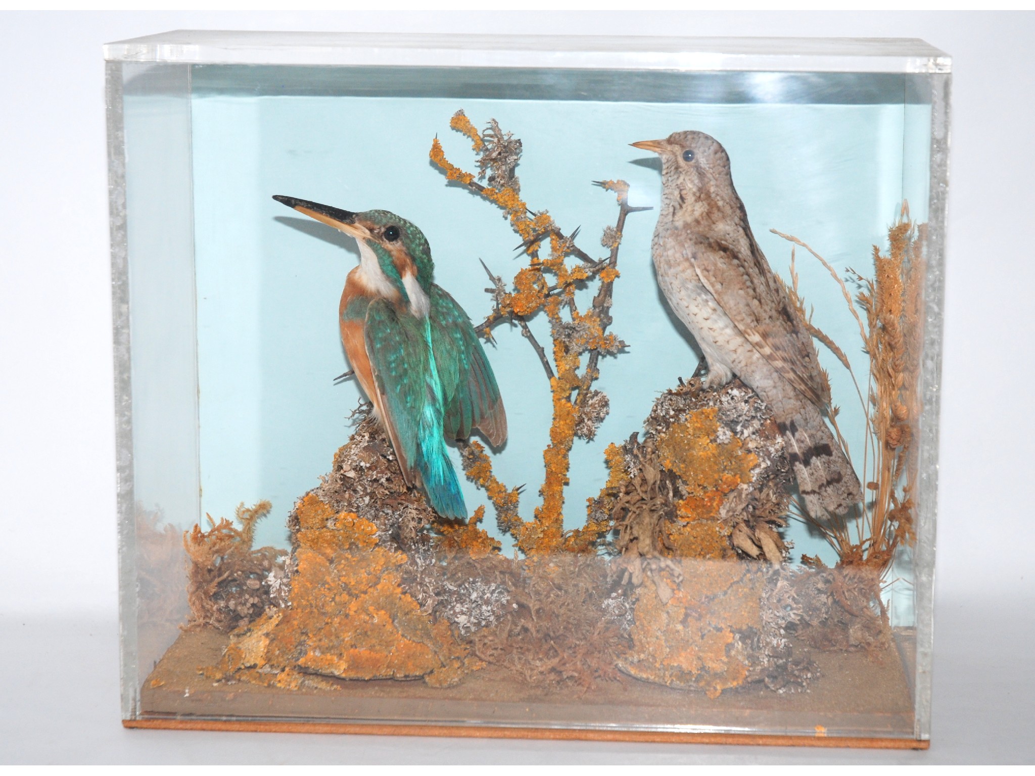 Appraisal: A cased and mounted taxidermy model of birds including a