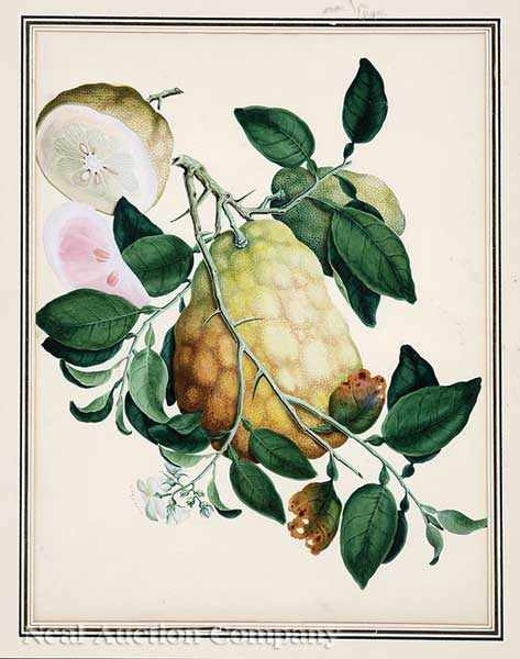 Appraisal: Continental School early th c five gouaches of citrus melons