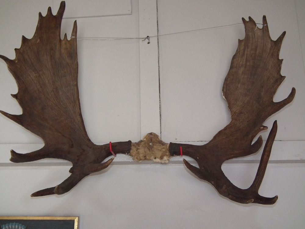 Appraisal: HUGE MOOSE ANTLERS A huge rack of moose antlers with