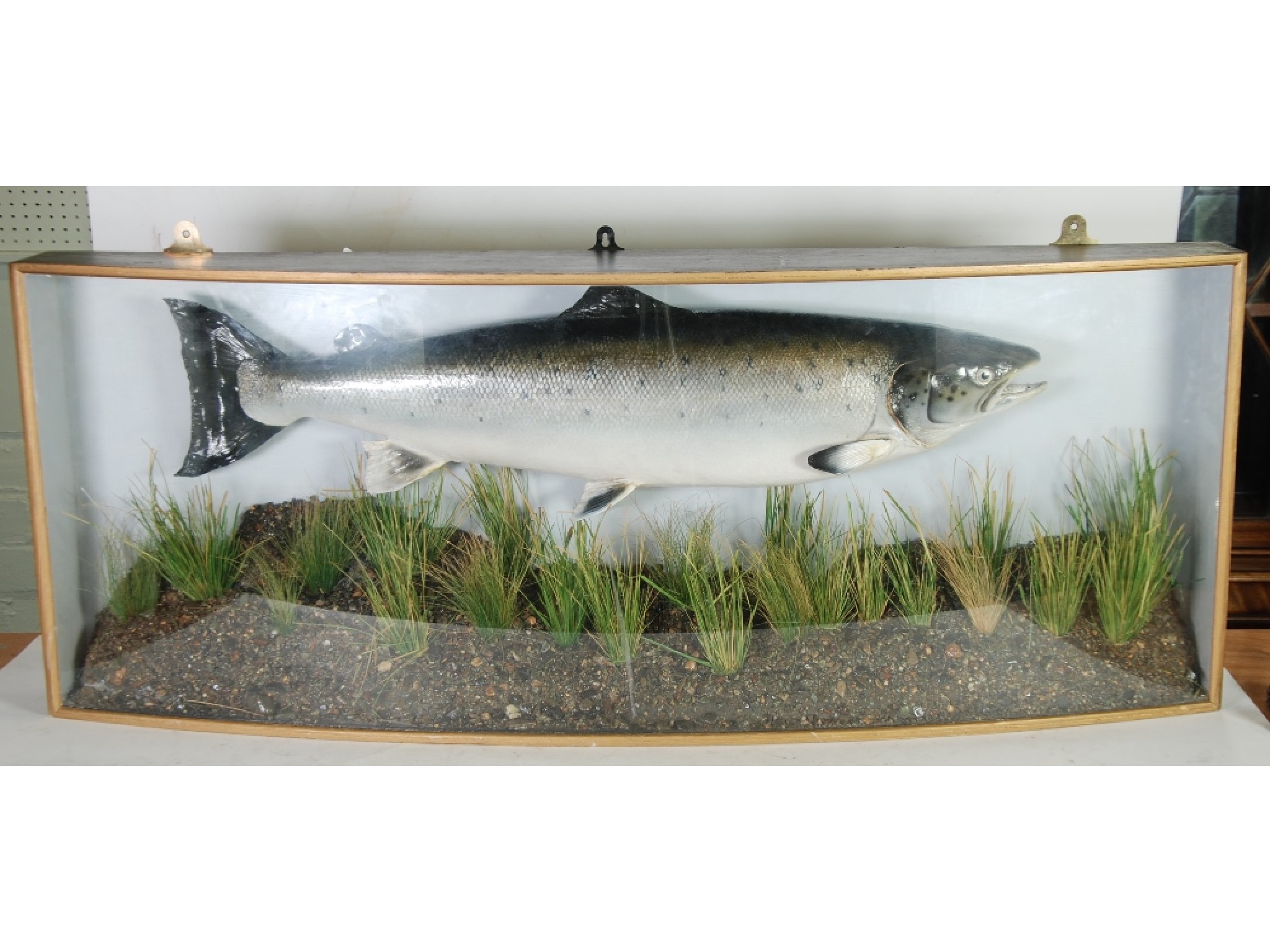 Appraisal: TAXIDERMIC SPECIMEN OF A POUND SALMON rod and line caught