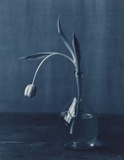 Appraisal: John Dugdale b Lone Tulip Cyanotype in the artist s