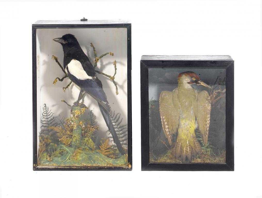 Appraisal: TAXIDERMY A MAGPIE AND A GREEN WOODPECKER two cases x