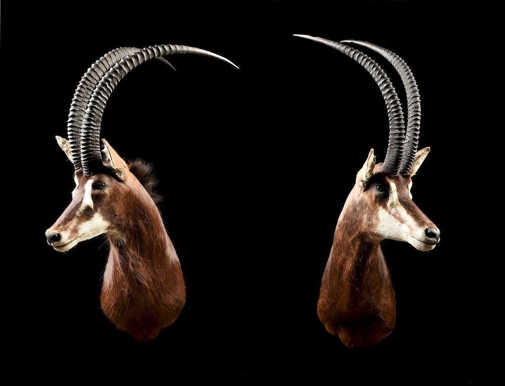 Appraisal: A PAIR OF SCIMITAR HORNED SABLE ANTELOPE TROPHY HEAD MOUNTS