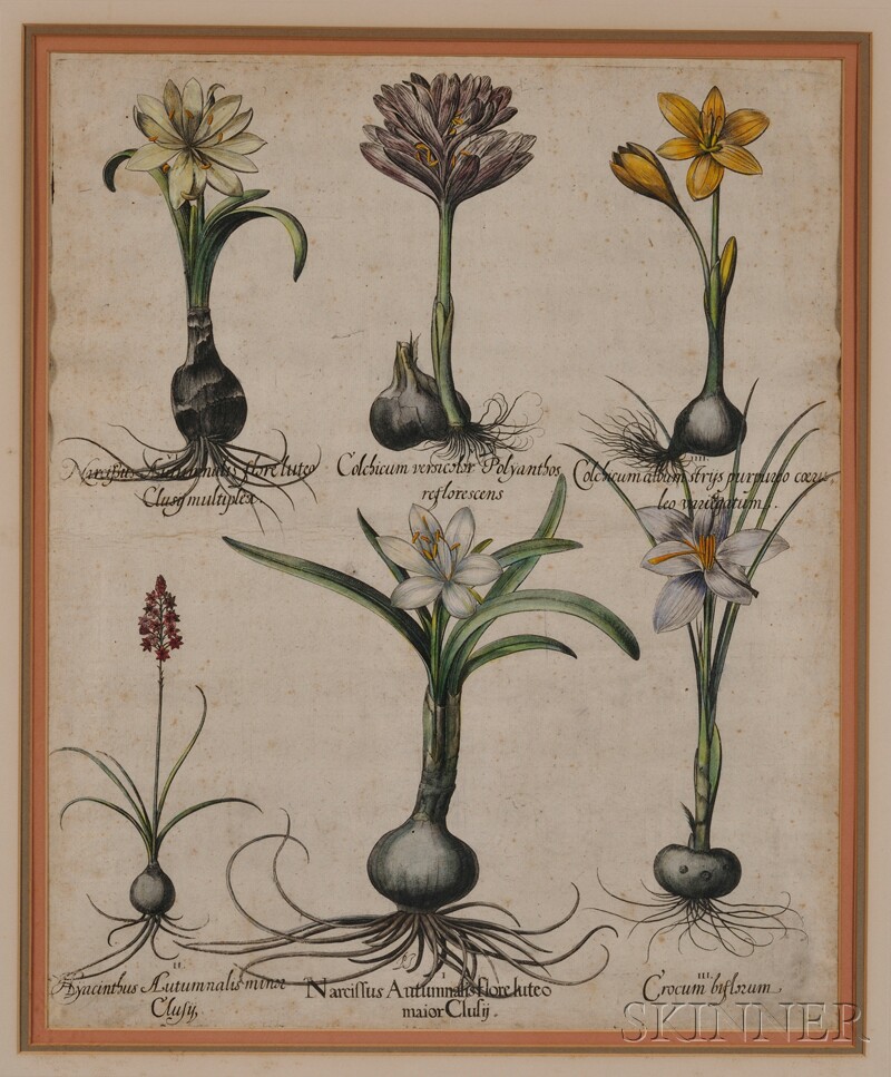 Appraisal: Botanical Illustration Besler Basilius - Two prints from Hortus Eystettensis