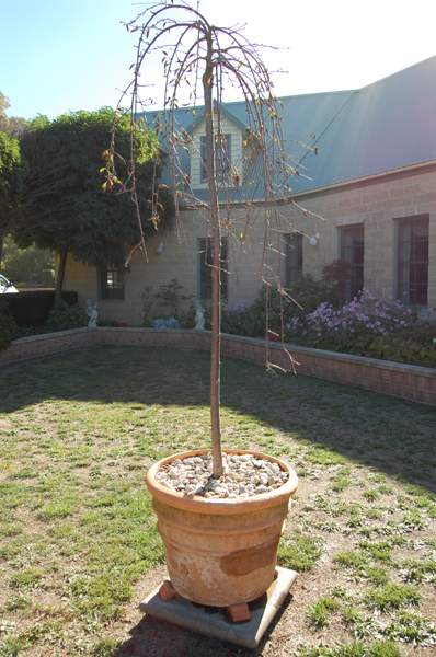 Appraisal: A TERRACOTTA PLANTER TOGETHER WITH A MATURE POTTED TREE