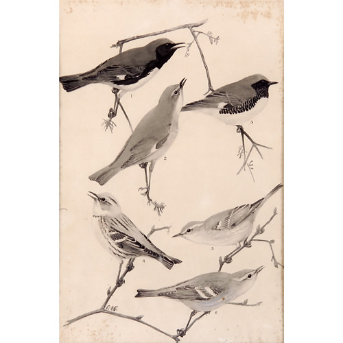 Appraisal: Louis Agassiz Fuertes American - Black-Throated Blue Warbler Cerulean Warbler