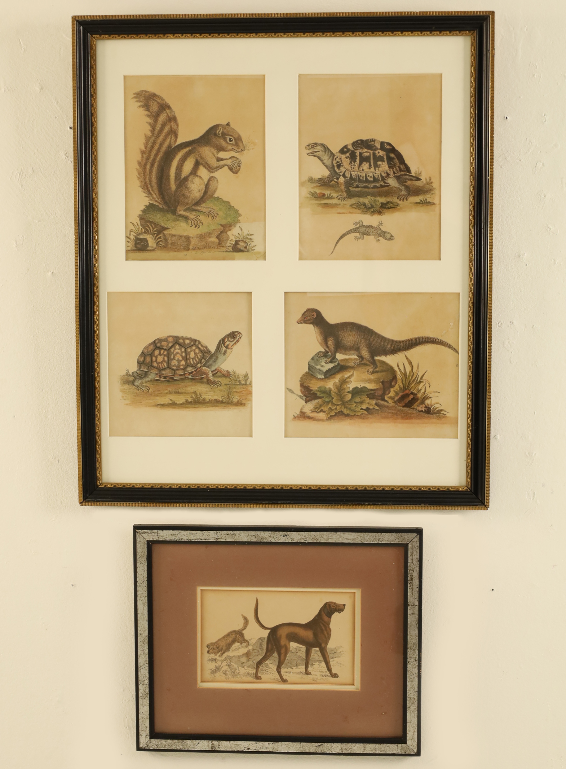 Appraisal: GEORGE EDWARDS AND GOLDSMITH CUVIER Group of two framed works