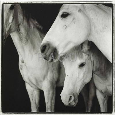 Appraisal: Keith Carter American b Caballos Blancos Gelatin silver print Signed