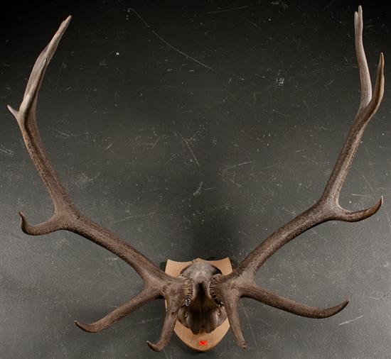 Appraisal: -point elk horn trophy mounted on wood plaque in H