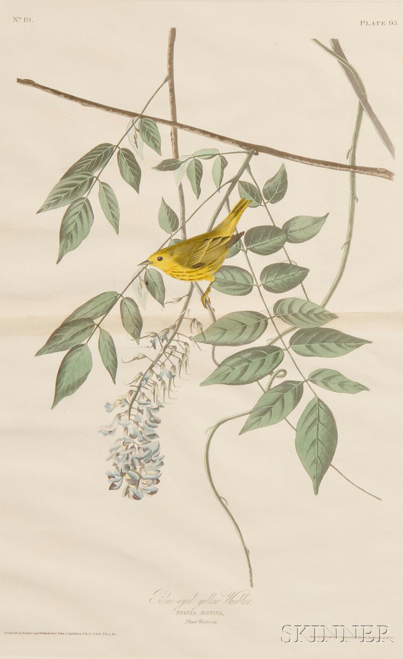 Appraisal: Audubon John James - Blue Eyed Yellow Warbler from Birds