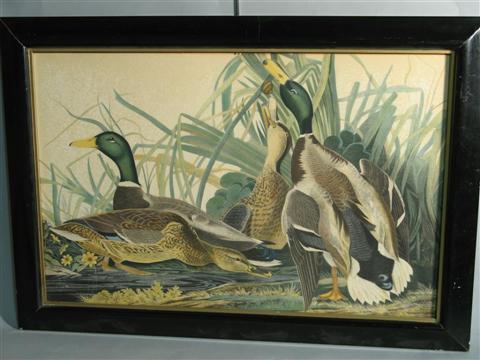 Appraisal: ANONYMOUS TH CENTURY MALLARDS Print x in sight Framed Provenance