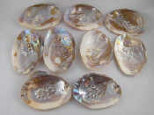 Appraisal: Nine large polished m o p shells typically x cm