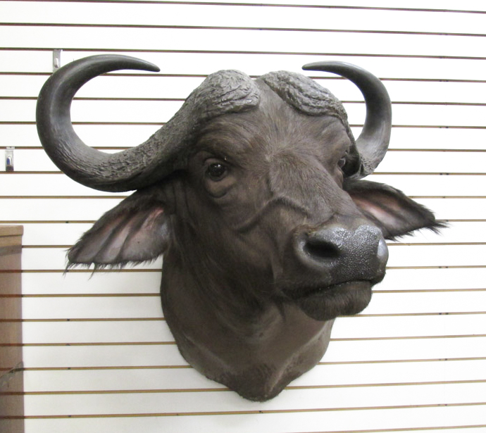 Appraisal: AFRICAN TAXIDERMY MOUNT Cape Buffalo head shoulder trophy mount with