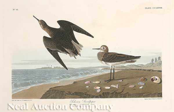 Appraisal: John James Audubon American - Schinz's Sandpiper Plate hand-colored engraving